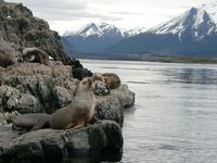 11040035_lions_and_mountains
