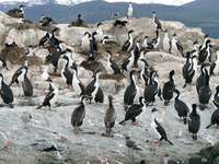 11040119_penguins_with_wings