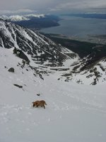 11050084_glacier_climbing_dog