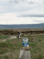 11090028_which_one_is_real_penguin