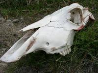 11170028_dead_cow_eaten_by_puma_or_tourists
