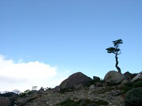11180063_lonesome_tree_on_hill