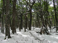11190013_forest_in_snow