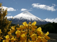 11270044_volcano_osorno_and_yellow_flowers