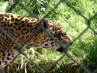 11290016_leopard
