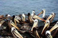 002_paracas_-_pelicans