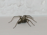 0999_sscary_spider