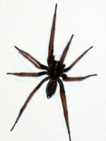 109_black_spider