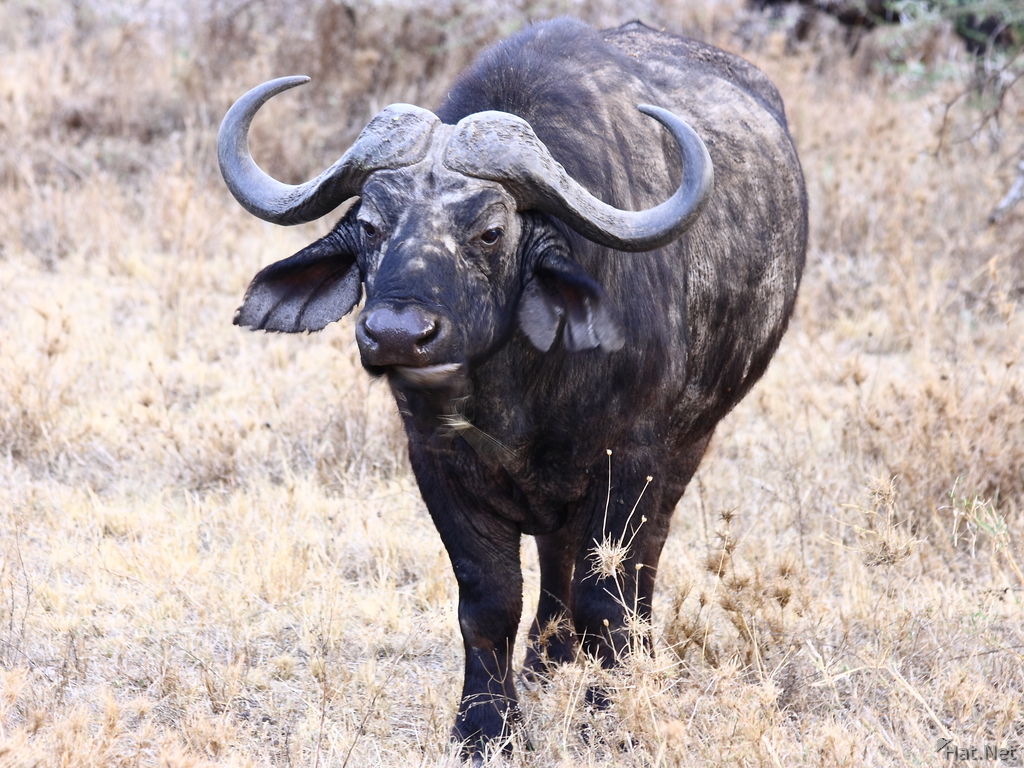view--cape buffaloes