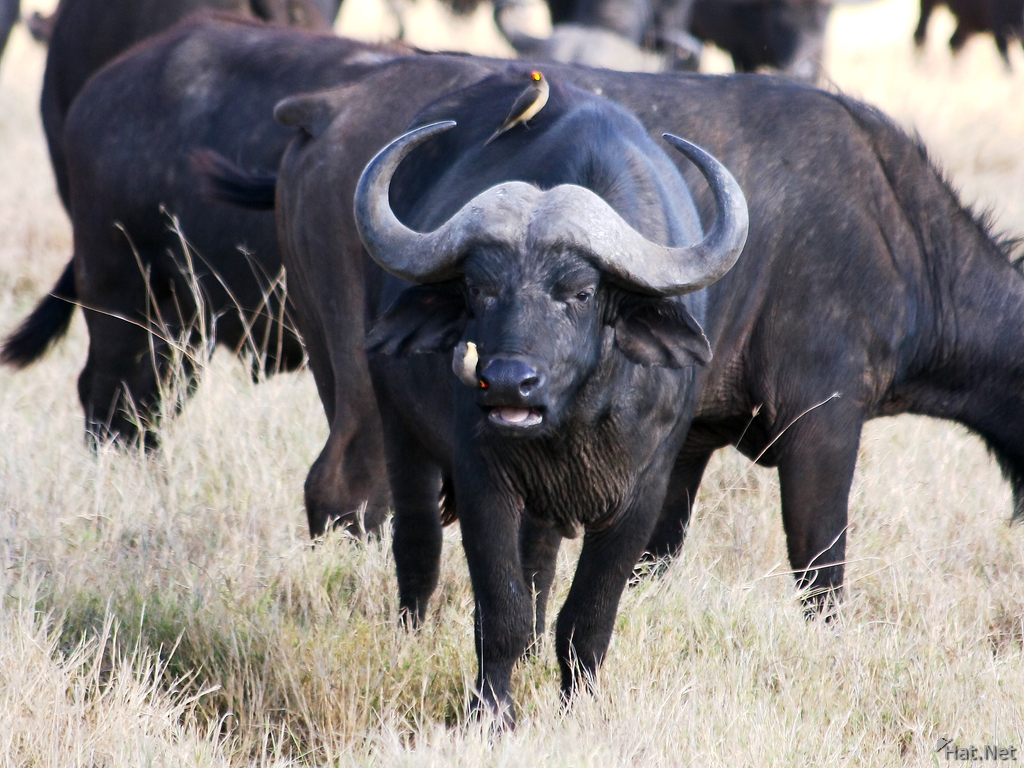 buffalo nose diagnostic