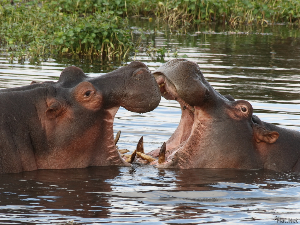 view--kissing hippopotamus