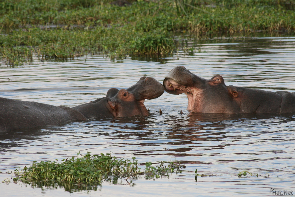hippopotamus playing
