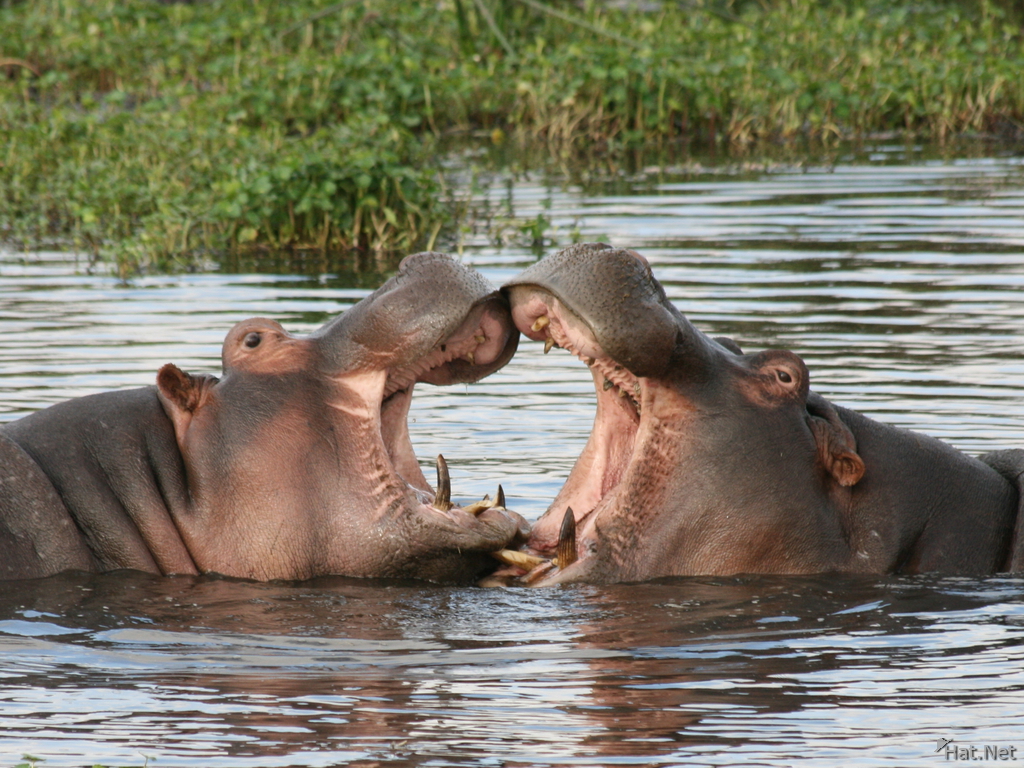 hippopotamus in love