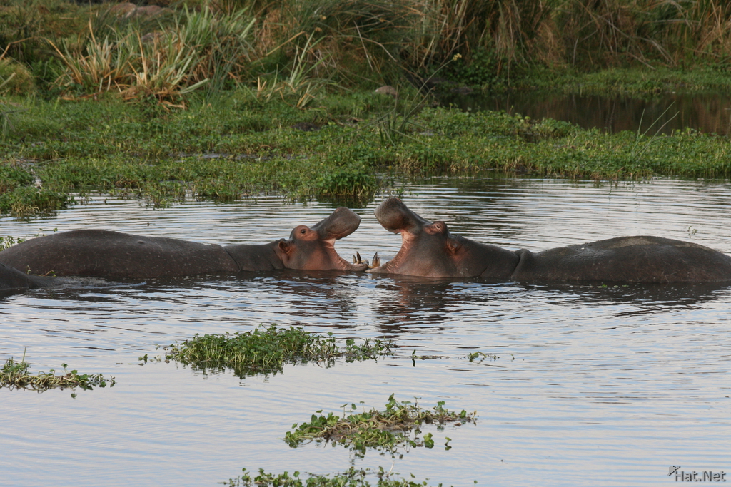 view--hippopotamus love fest