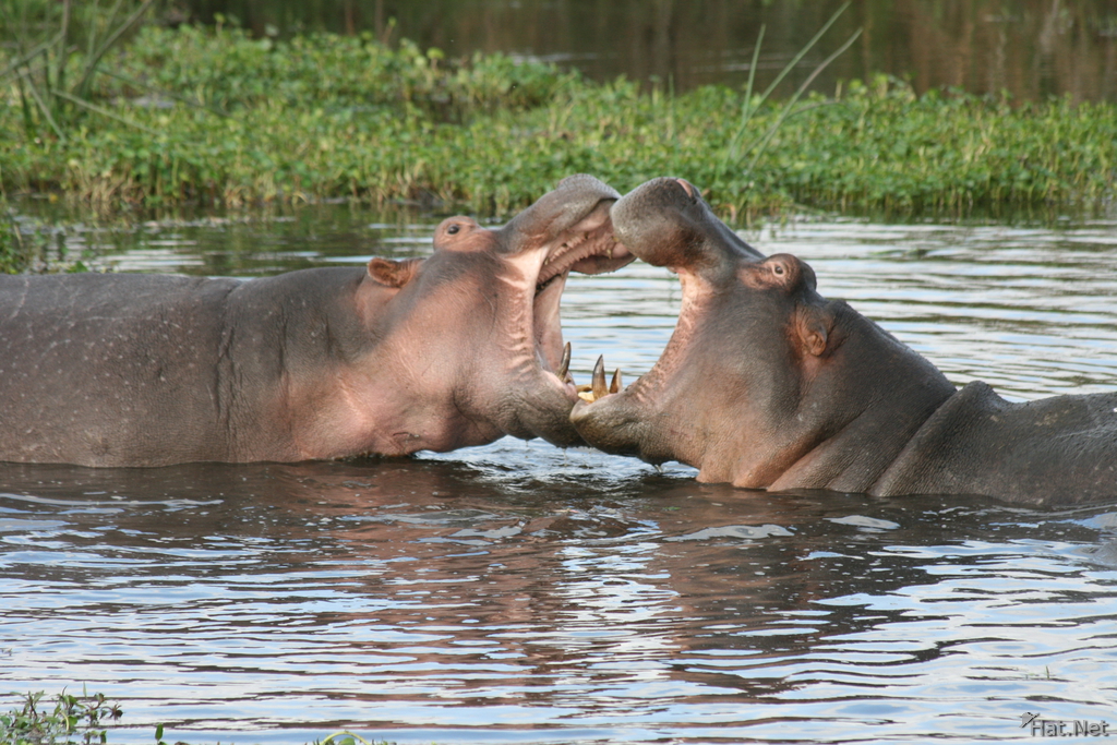 passon of hippopotamus