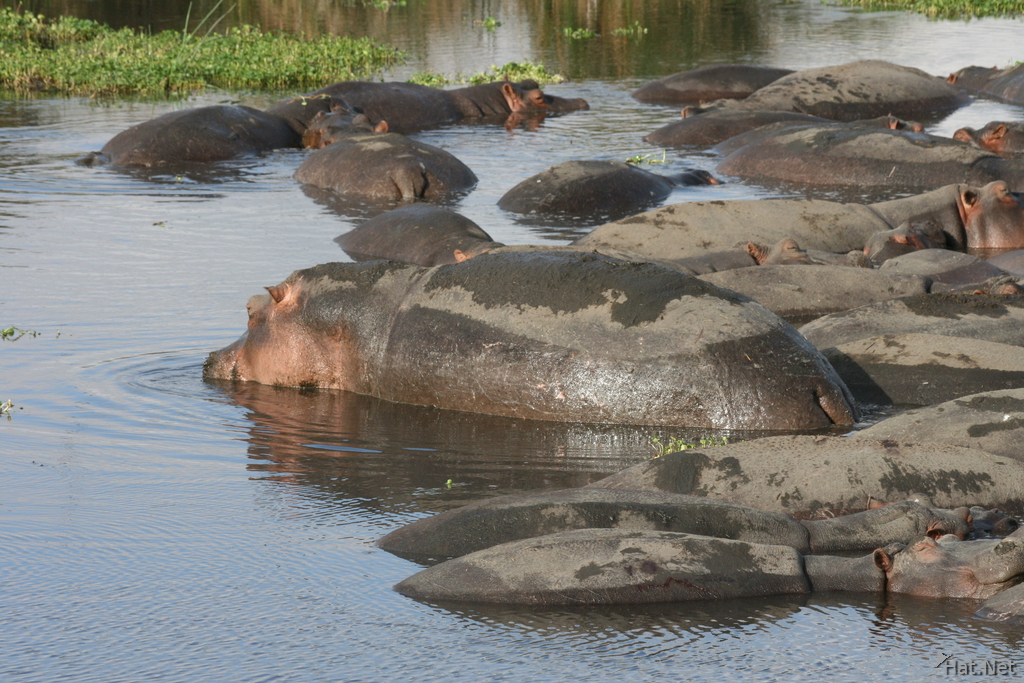 hippopotamus resting