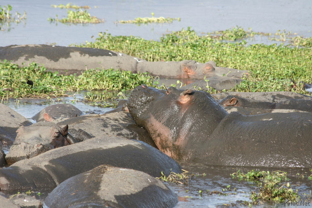 hippopotamus eat mud