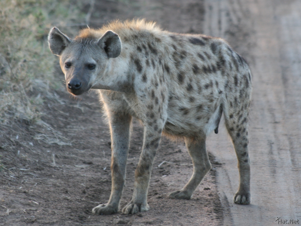 hyena at dawn