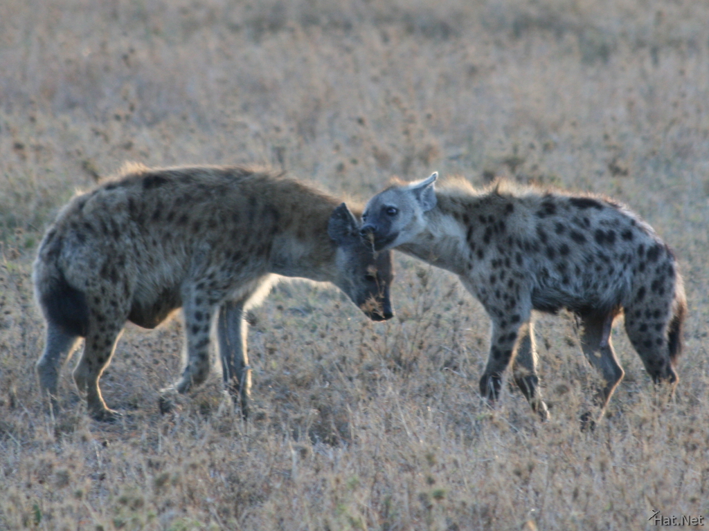 hyena kissing