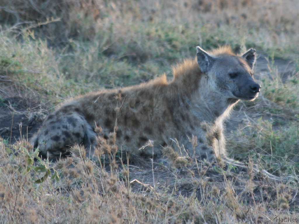 hyena waiting for prey