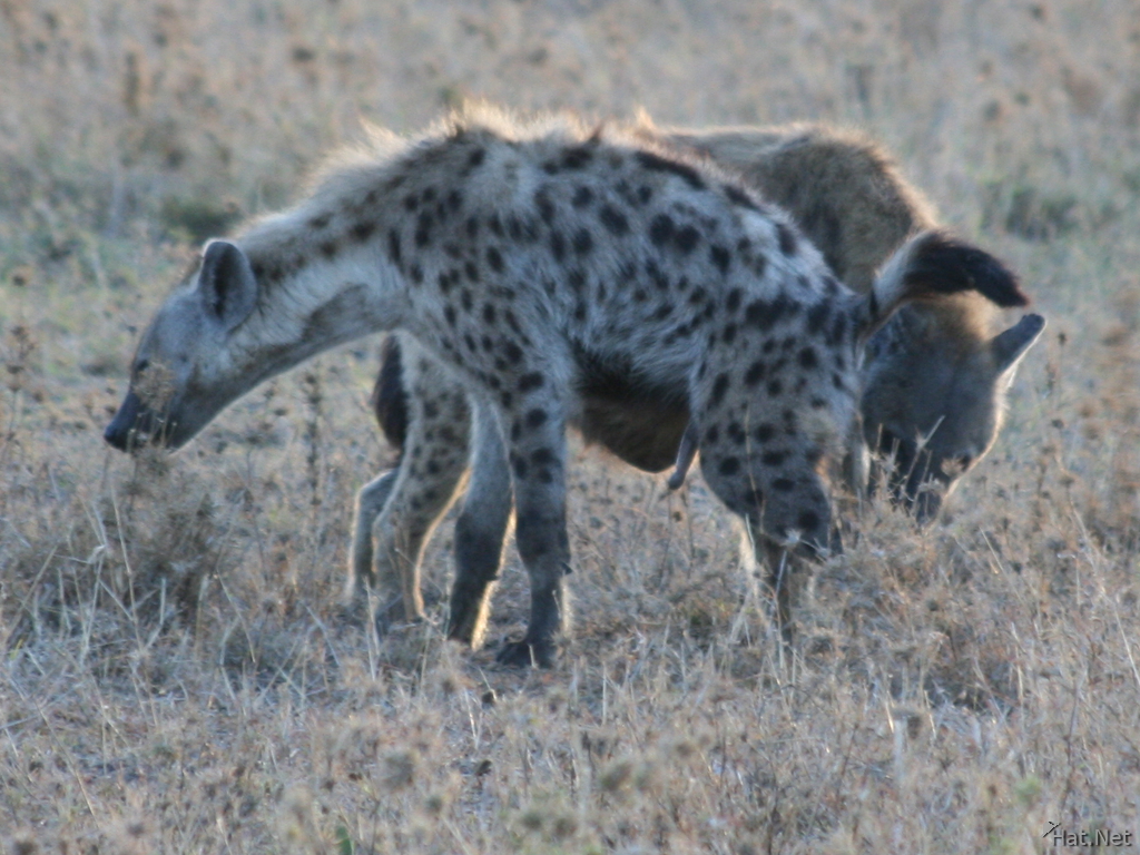 hyena smelling each other