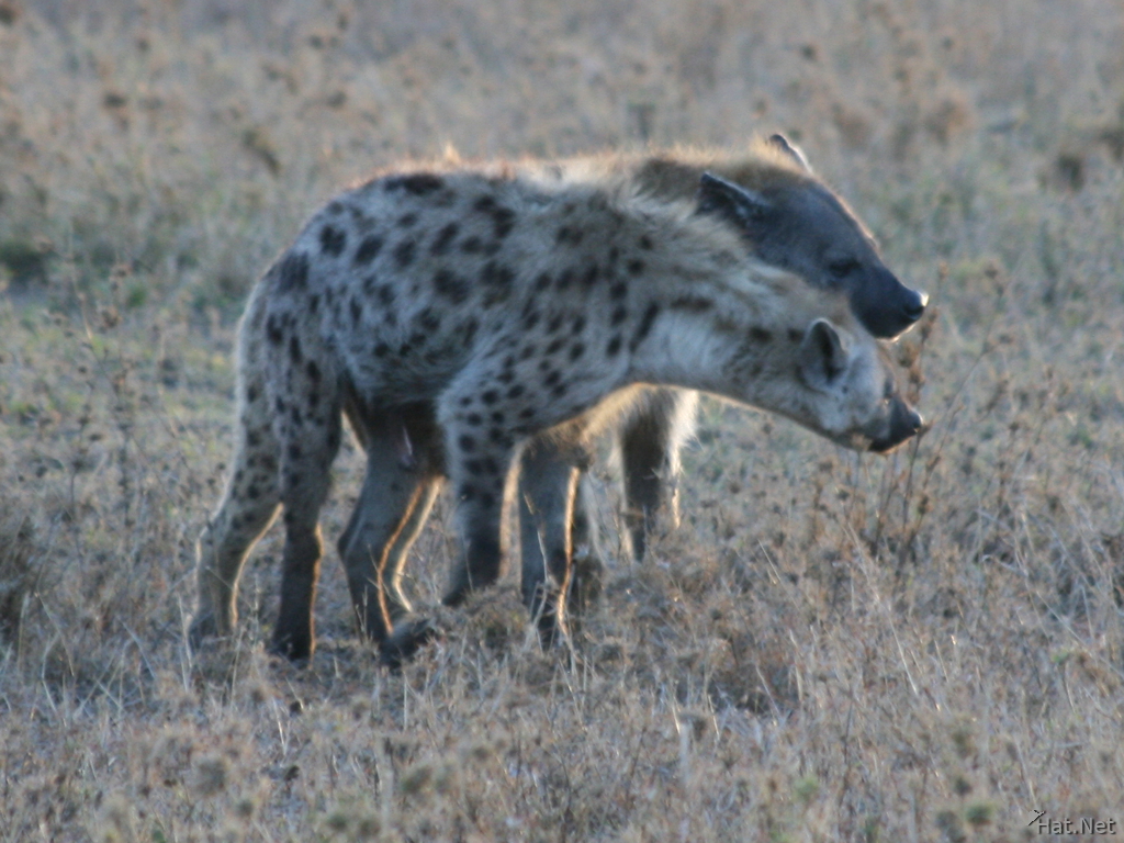 hyena mating