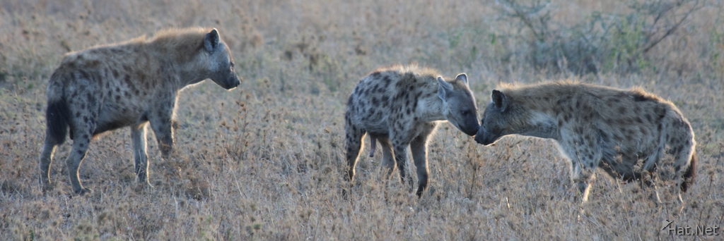 hyena says good morning