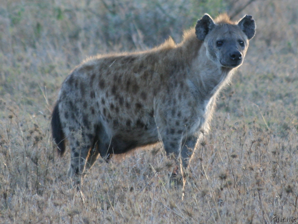 hyena alert