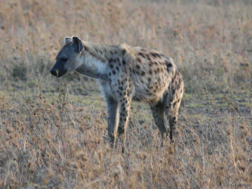 hyena standing