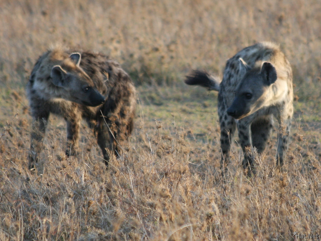 hyena fighting