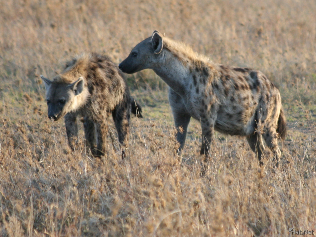 hyena at peac