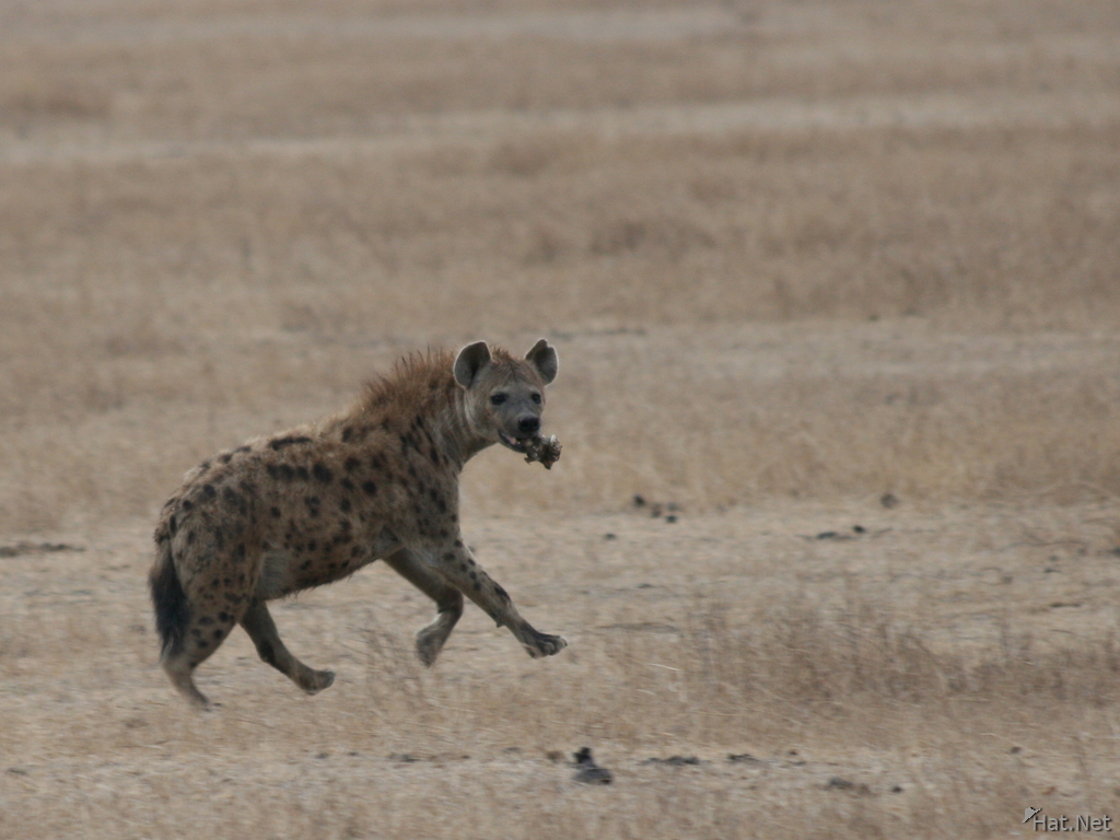hyena eating and running