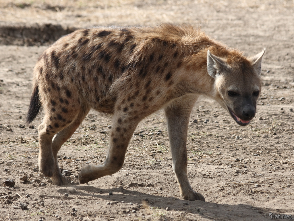 hyena hunting