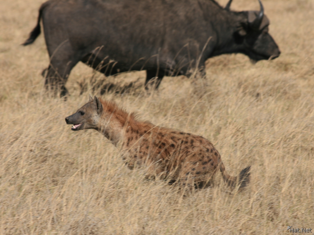hyena hunting buffalo