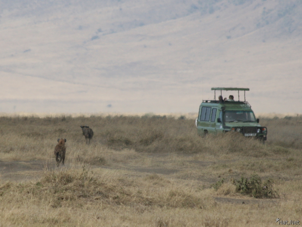 hyena chasing baby wildbeest