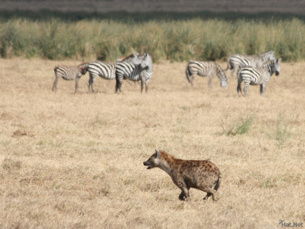 hyena hunting zebras