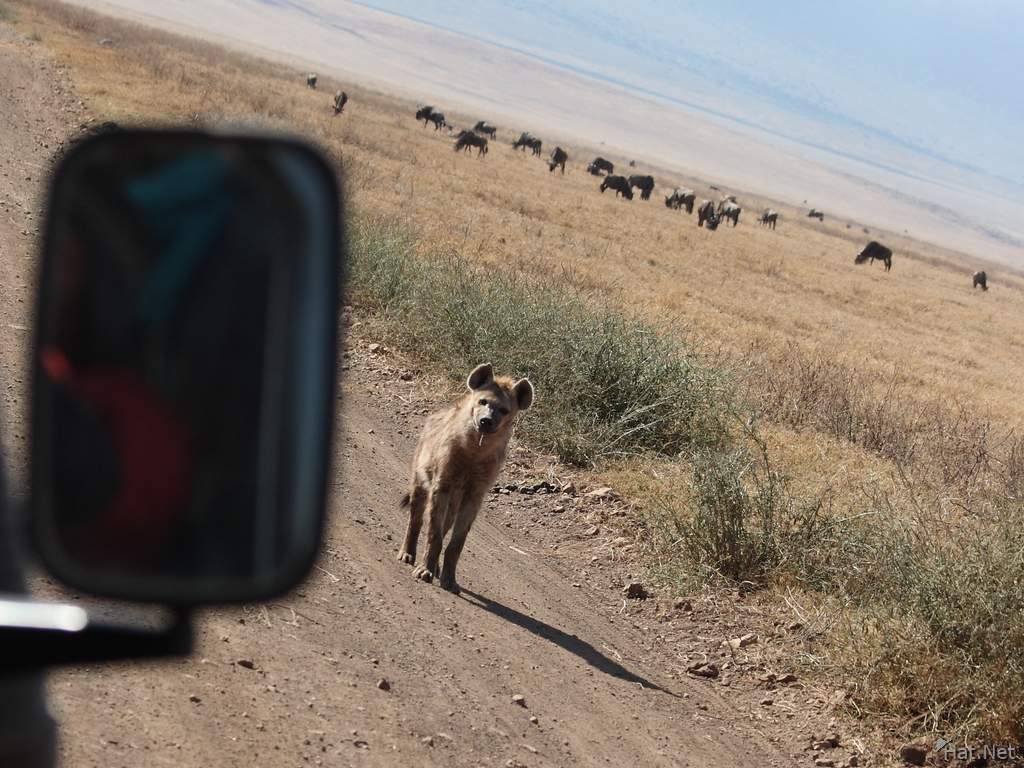 hyena hunting tourist