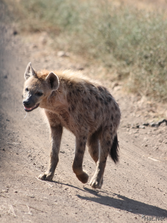 hyena salivaing