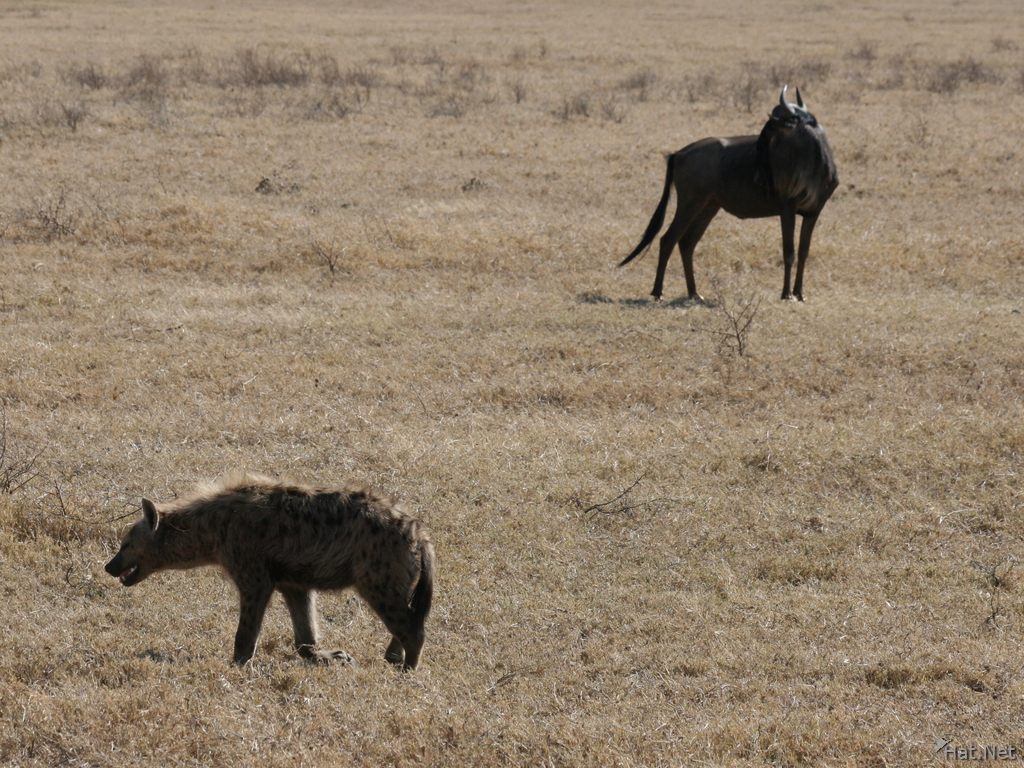 hyena hunt wildebeest