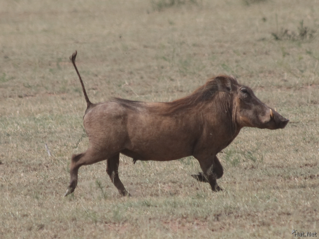 warhog with pointed tail