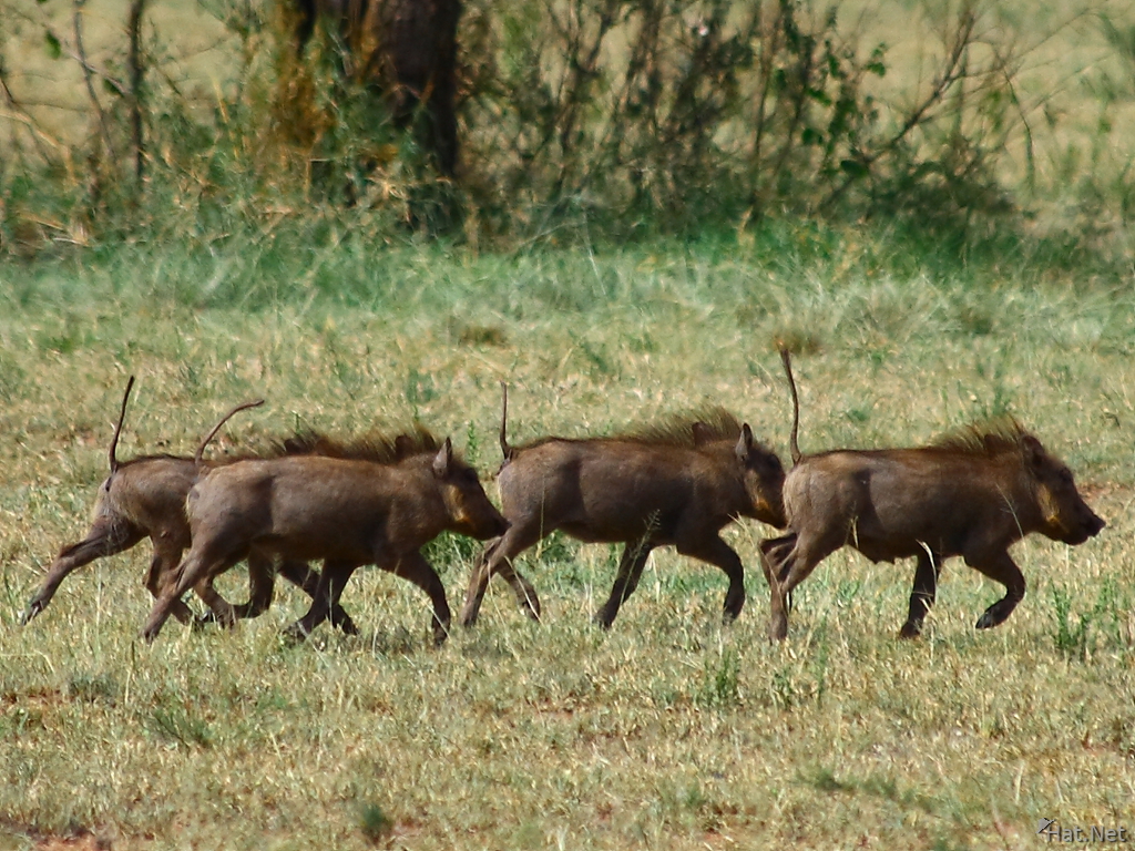 pointed tails of baby warhogs