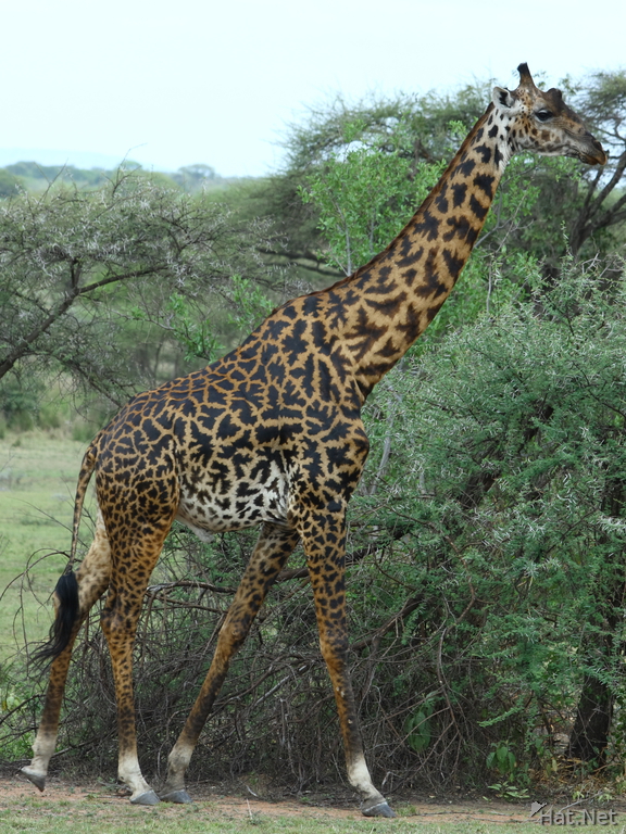 Giraffe Mating Giraffes Of Serengeti Story Of Africa