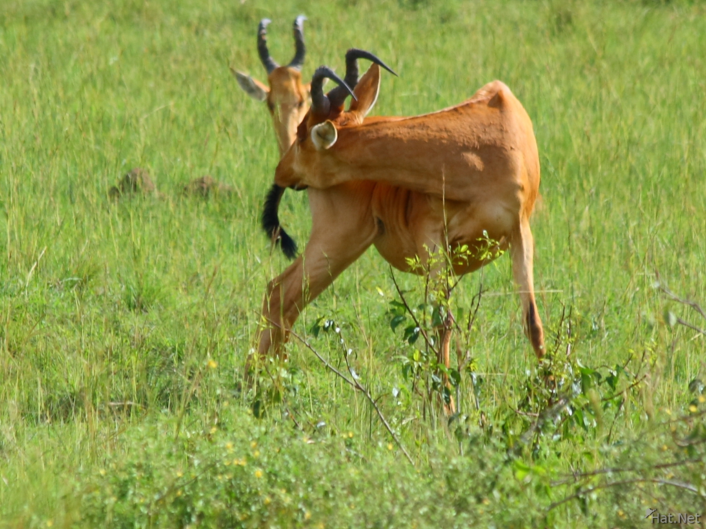 view--hartebeest kissing his butt