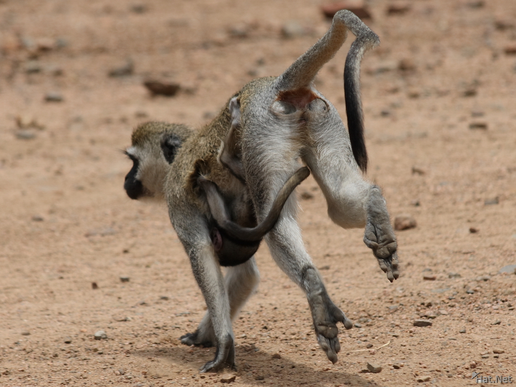 view--vervet monkey mother escape