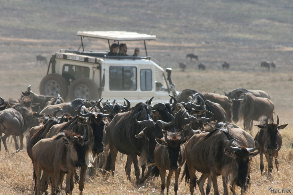 surrounded by wildebeest