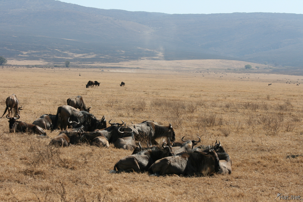 wildebeest family