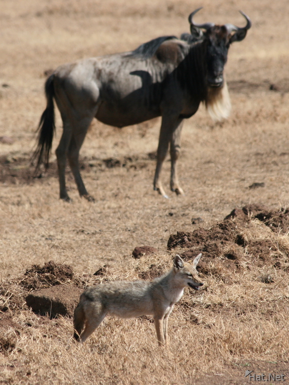 golden jackal and wildebeest