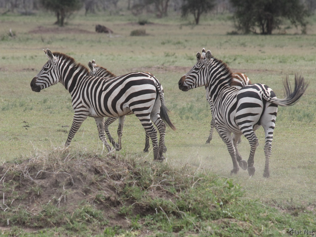 zebra run