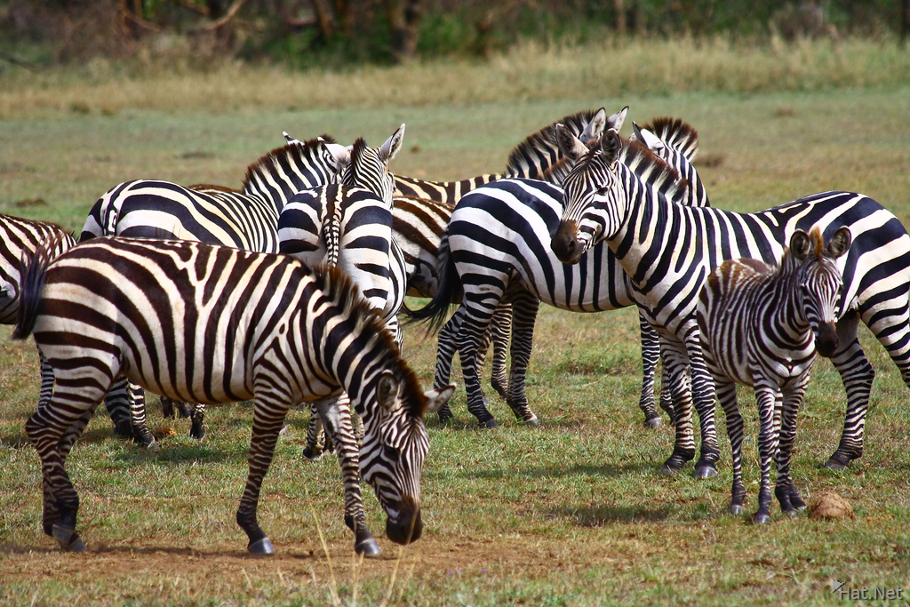 zebra socialize