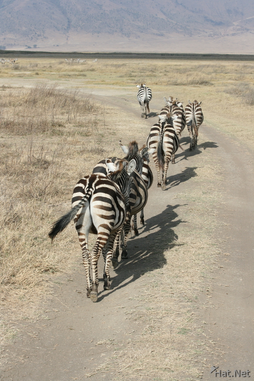zebras line